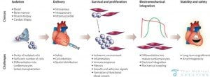 Stem Cell Therapy For Heart Disease CAD|PAD - Page 2